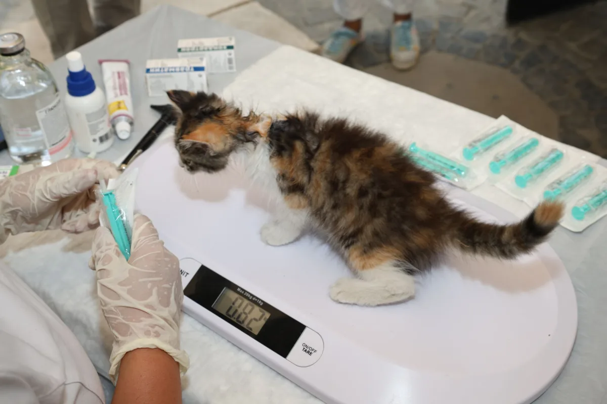 Συσκευασία απορριμμάτων γάτας και γάτας — Πόσα κιλά 8 λίτρων απορριμμάτων γάτας και πόσες ημέρες είναι αρκετά;