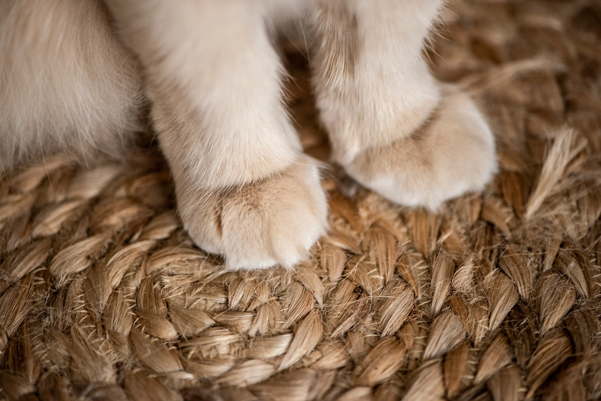 Hasır paspas üzerinde beyaz kedi pençeleri - tozsuz kedi kumu ve alerji