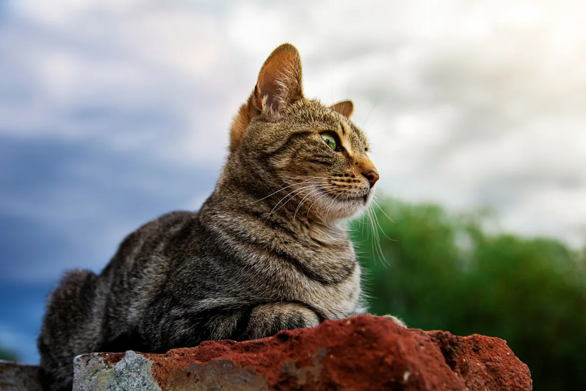 Cat in the natural landscape — the environmental cost of bentonite mining