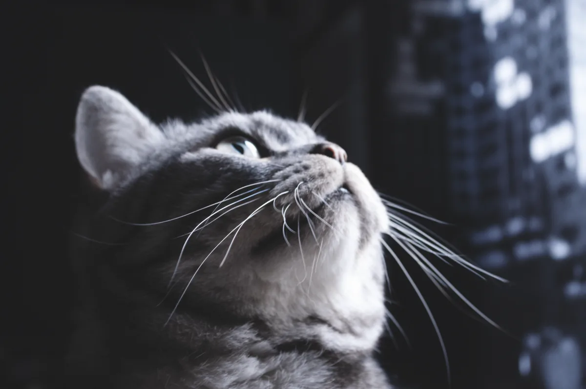 Gato de aspecto curioso: cómo elegir la mejor lista de verificación de arena para gatos