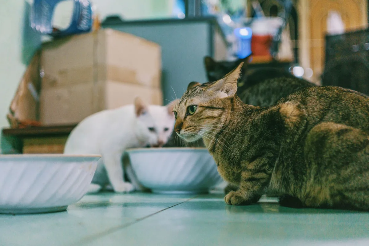 Más de un gato en casa: ¿cuántas cajas de arena se necesitan para cuántos gatos?
