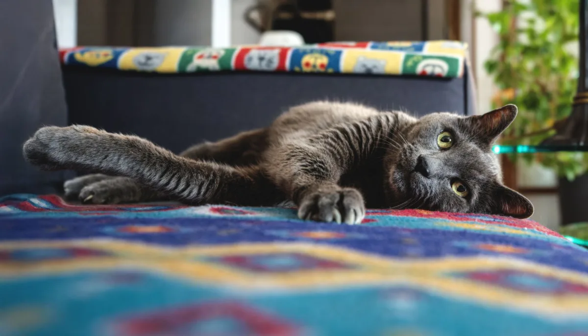 Resting cat — who is paper cellulose cat litter suitable for?