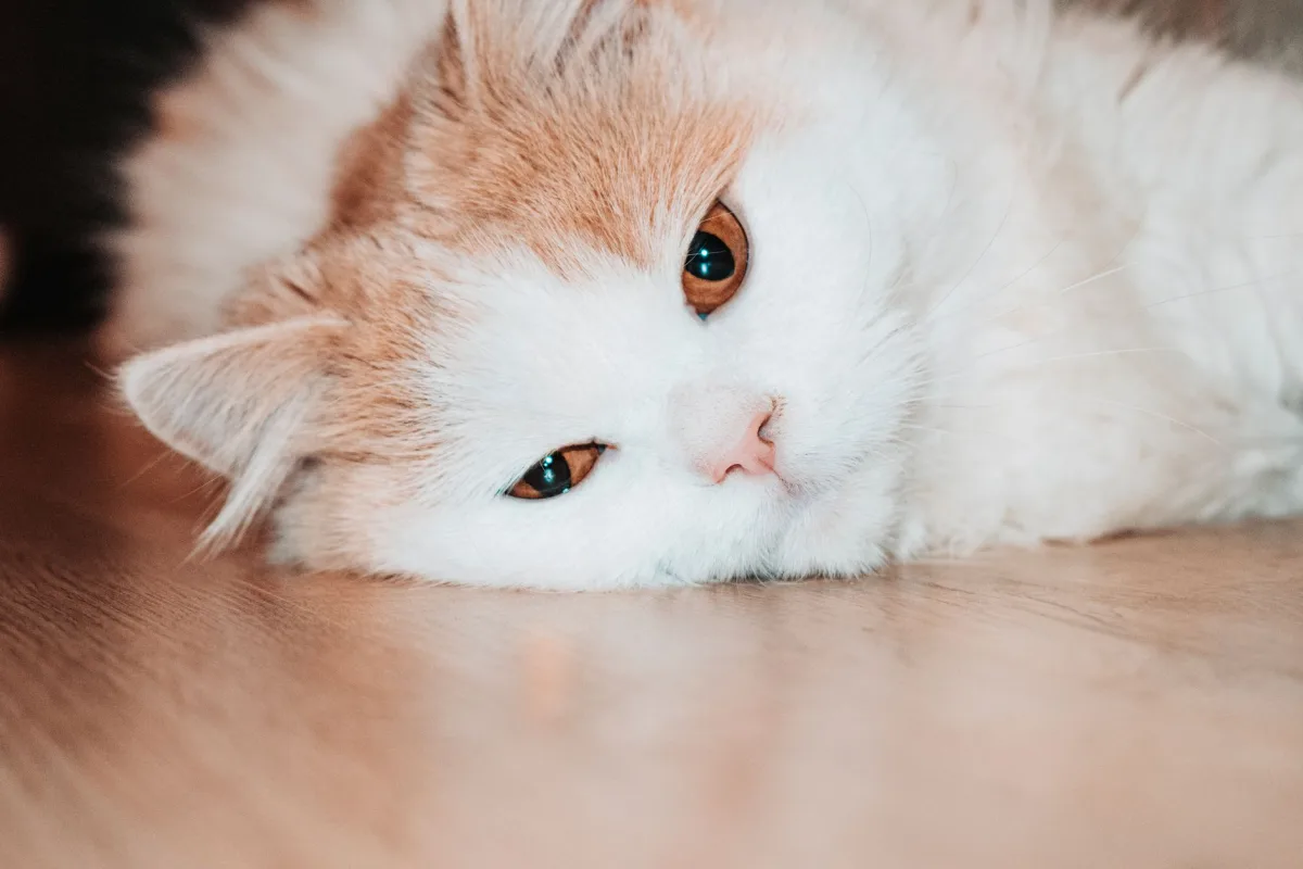 Reclining cat — cat constipation and litter habits