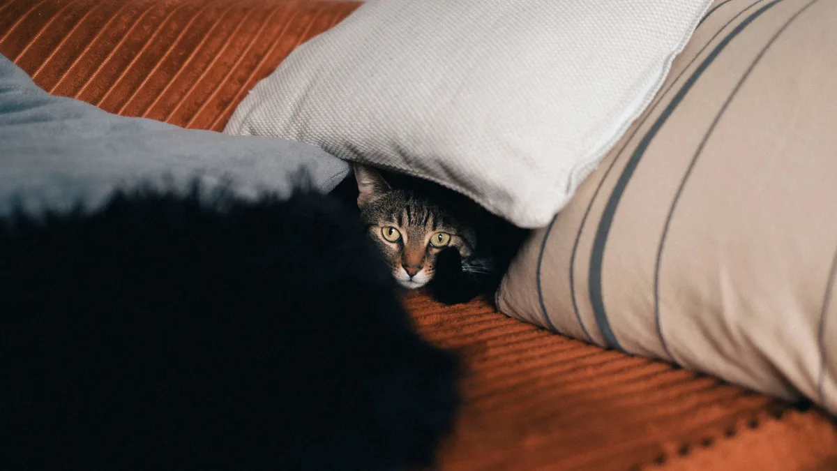 Gato escondido: razones para no entrar en el comportamiento de la caja de arena
