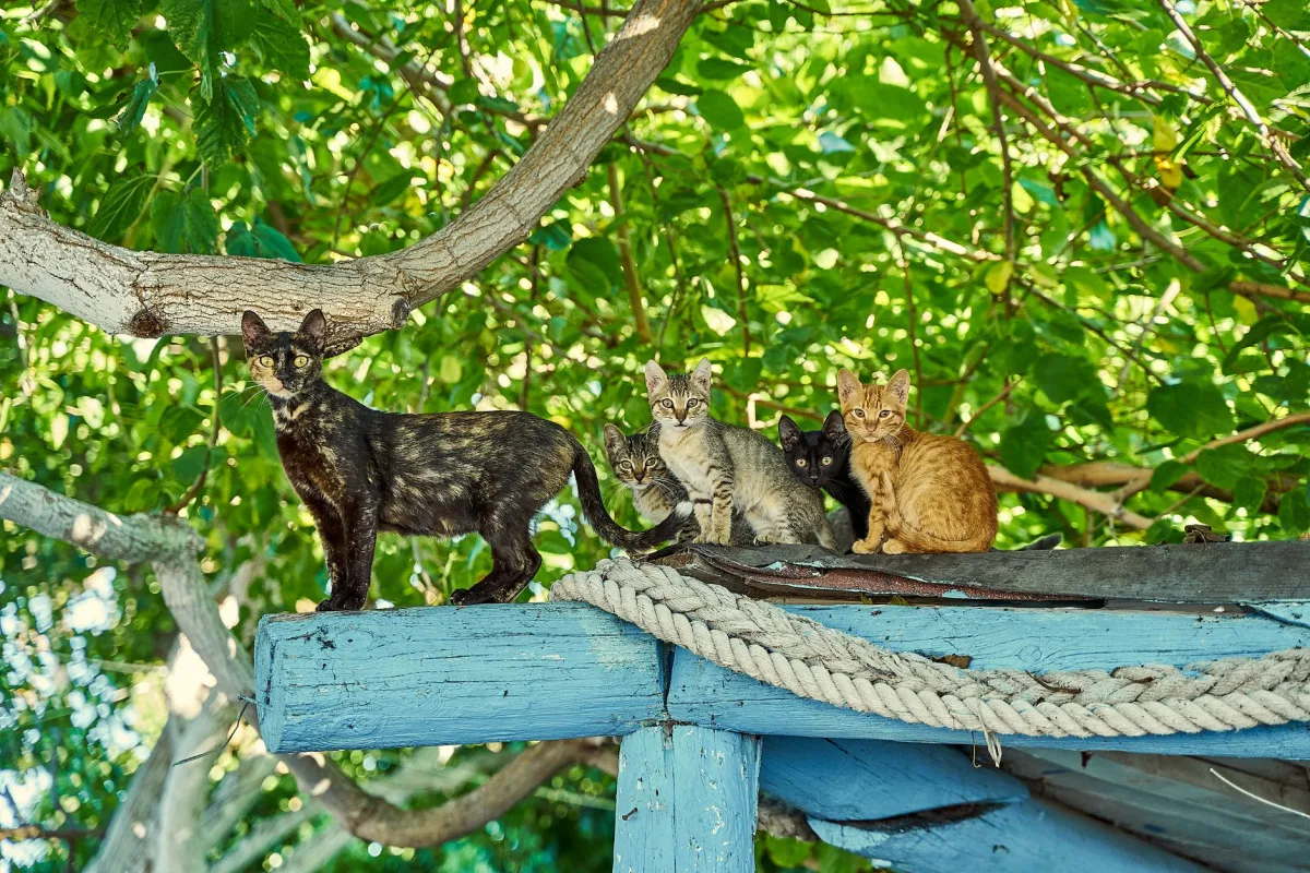 Gatos sentados juntos: una guía sobre los tipos y tipos de arena para gatos