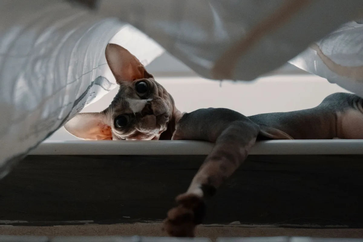 Monitoreo de la limpieza de los gatos: cómo desinfectar la caja de arena para gatos