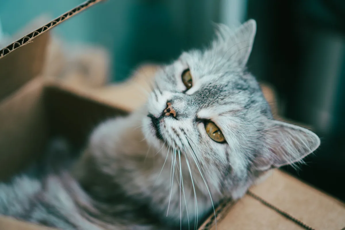 Cat entering the litter box — cat litter box selection guide