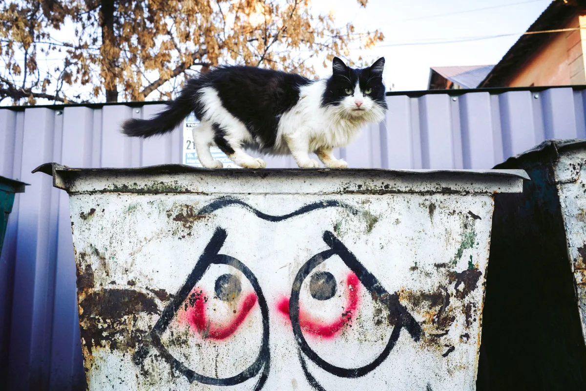 Gato junto al cubo de basura: cómo deshacerse de la arena para gatos usada