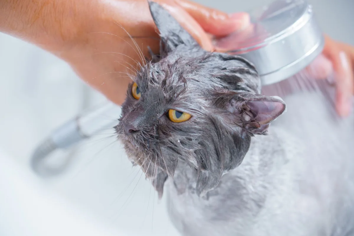 Cleaner and cat — πώς να καθαρίσετε τον οδηγό απορριμμάτων γάτας