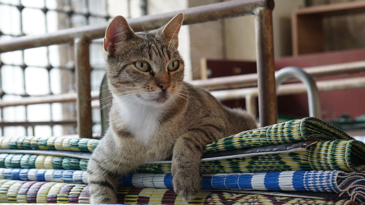 Gato sobre la alfombra: ¿funciona una alfombra sanitaria para gatos?