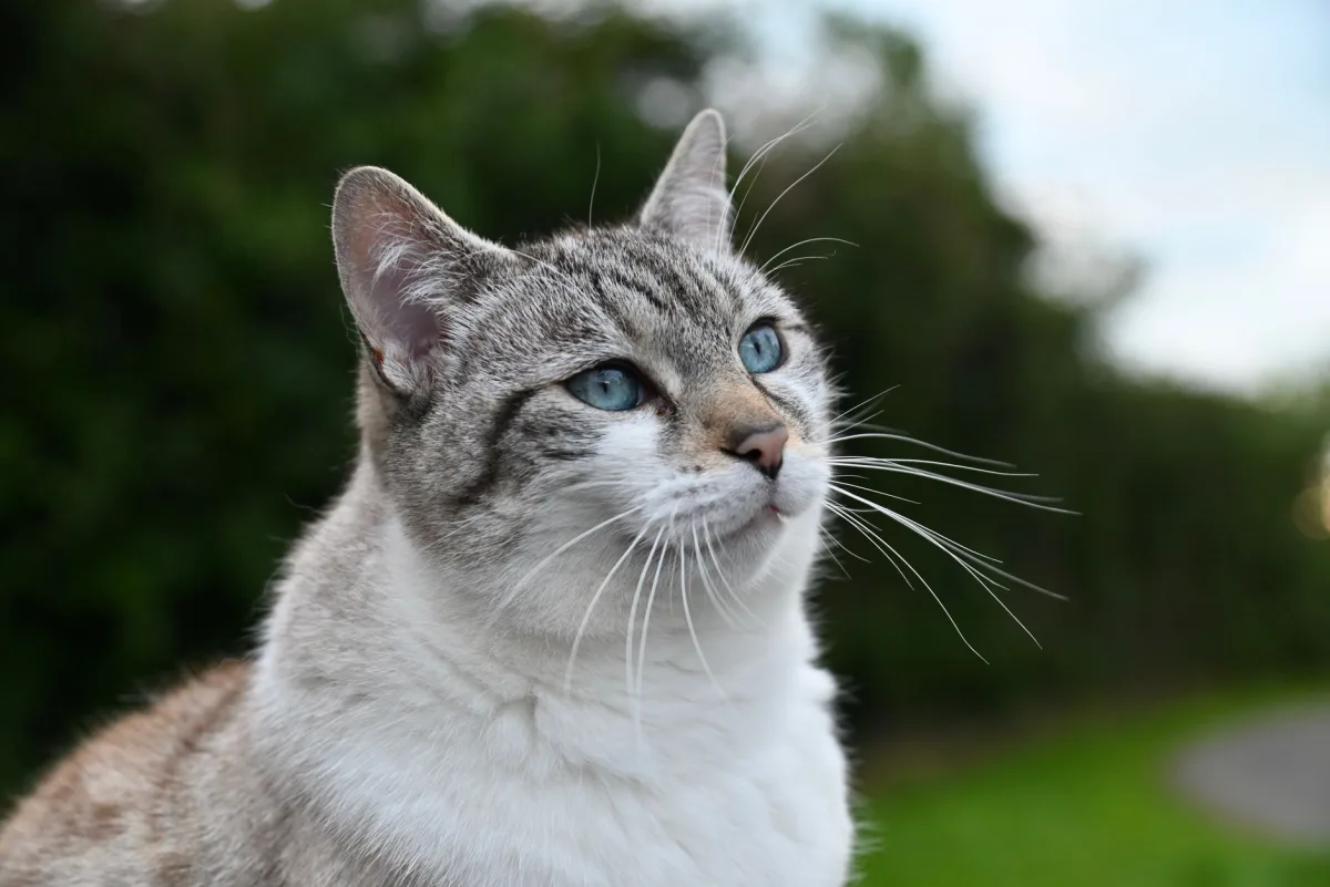 A healthy-looking cat — a guide to cat litter and cat health