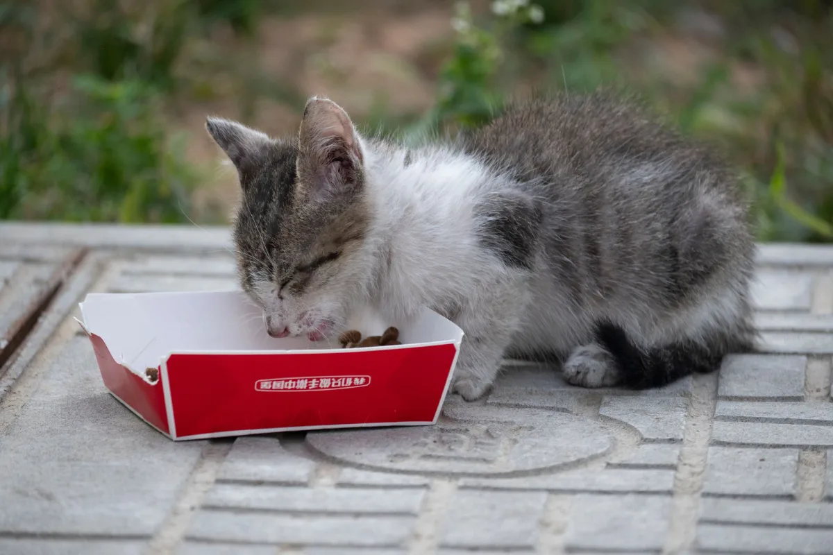 Kitten — litter eating (pica) behavior