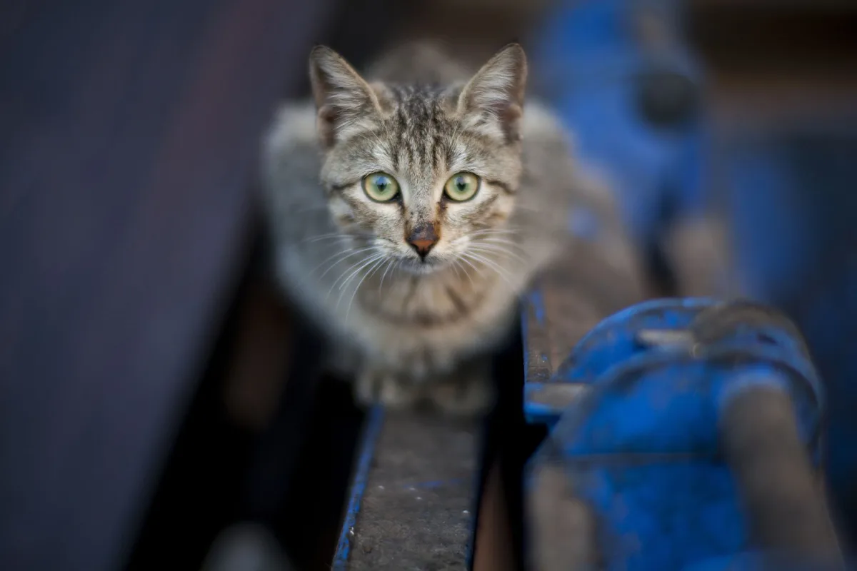A cat looking at the camera — a guide to cat litter types and selection