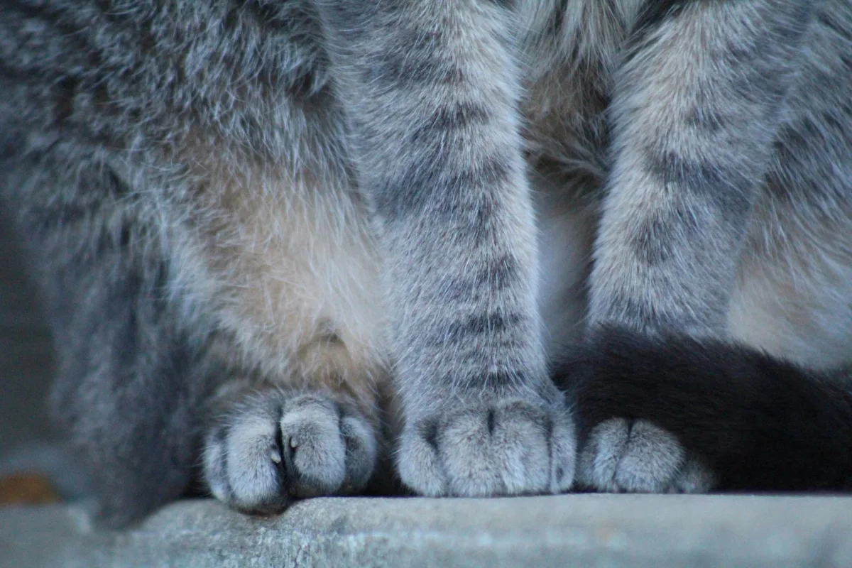 Primer plano de las patas de gato: dureza de la arena e irritación de las patas