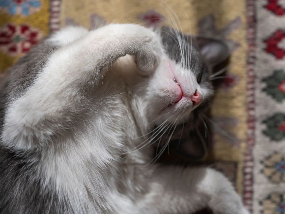 Cat on the carpet - the problem of cats confused about toileting