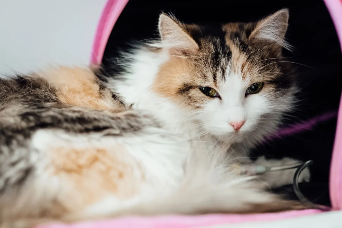Cat looking lethargic — diarrhea and litter selection in cats