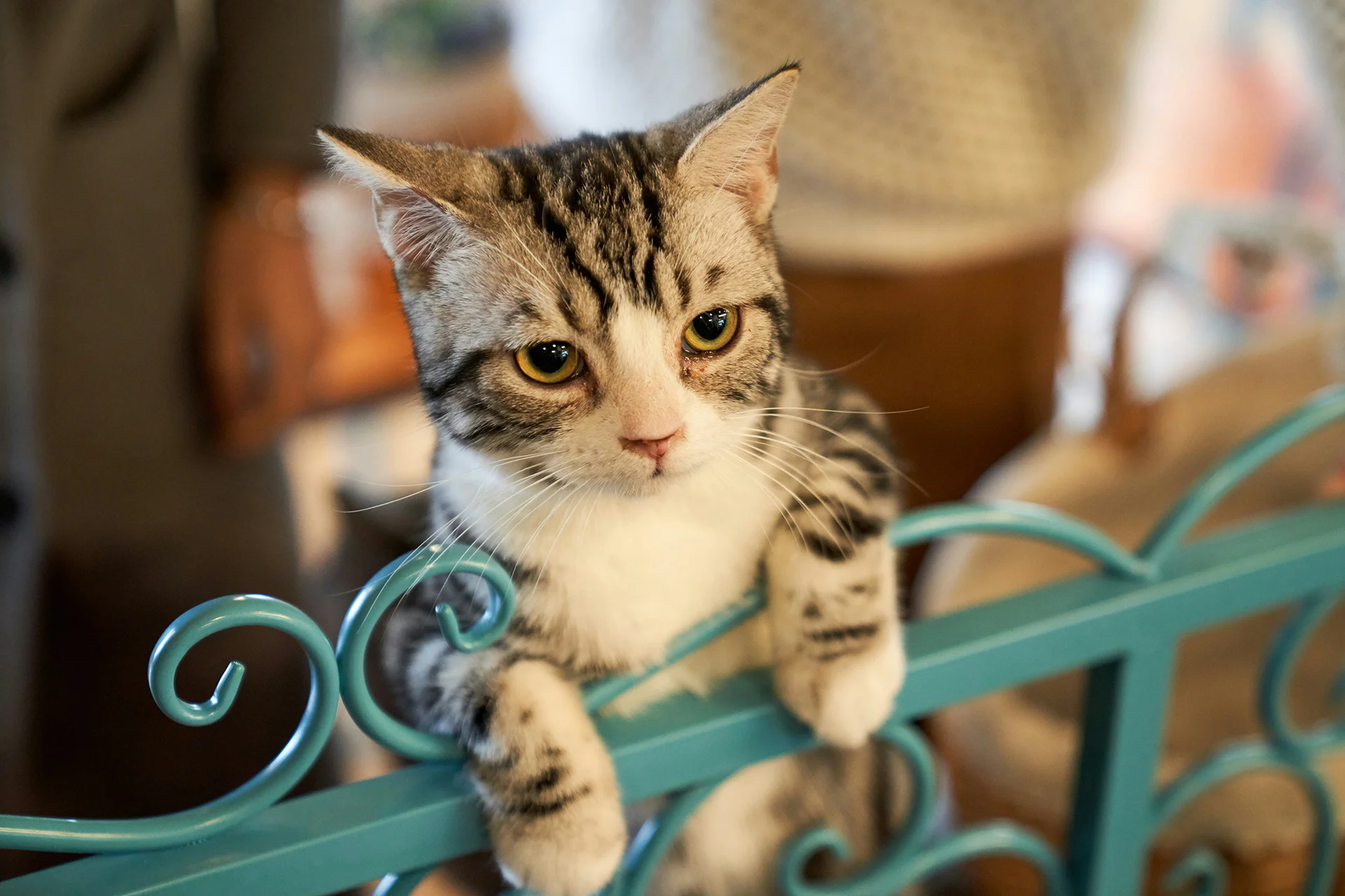 Metal sandalye üzerinde dinlenen tekir kedi - organik kedi kumu tercihi