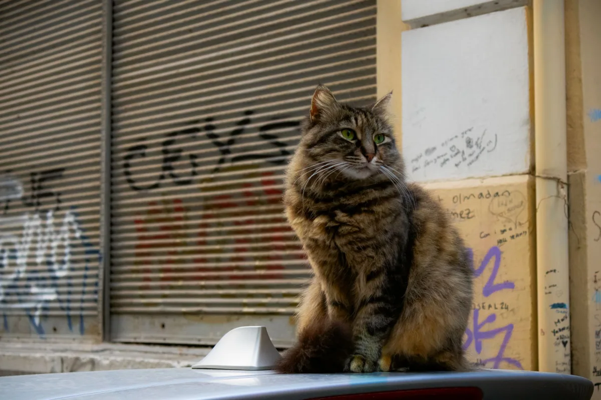 Γάτα του δρόμου — εγκλιματισμός στο σπίτι και εκπαίδευση στο κουτί απορριμμάτων
