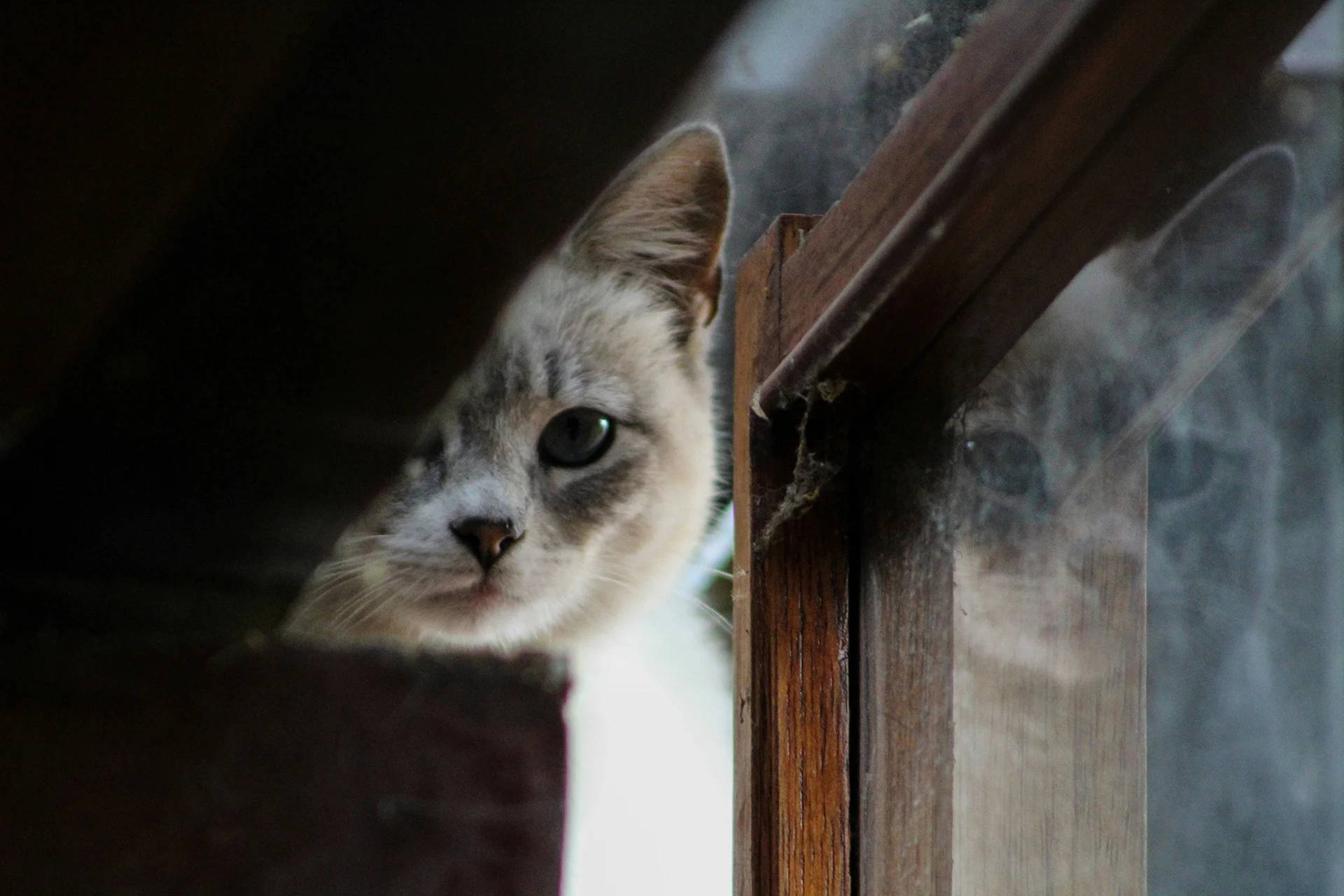 Ahşap kirişin arkasından bakan tekir kedi - topaklanan kedi kumu ile temizlik