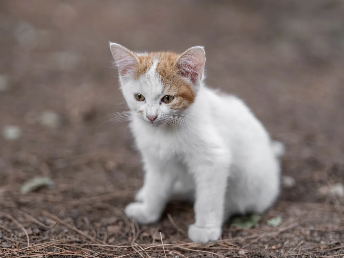 Gatito: elección de arena para gatitos