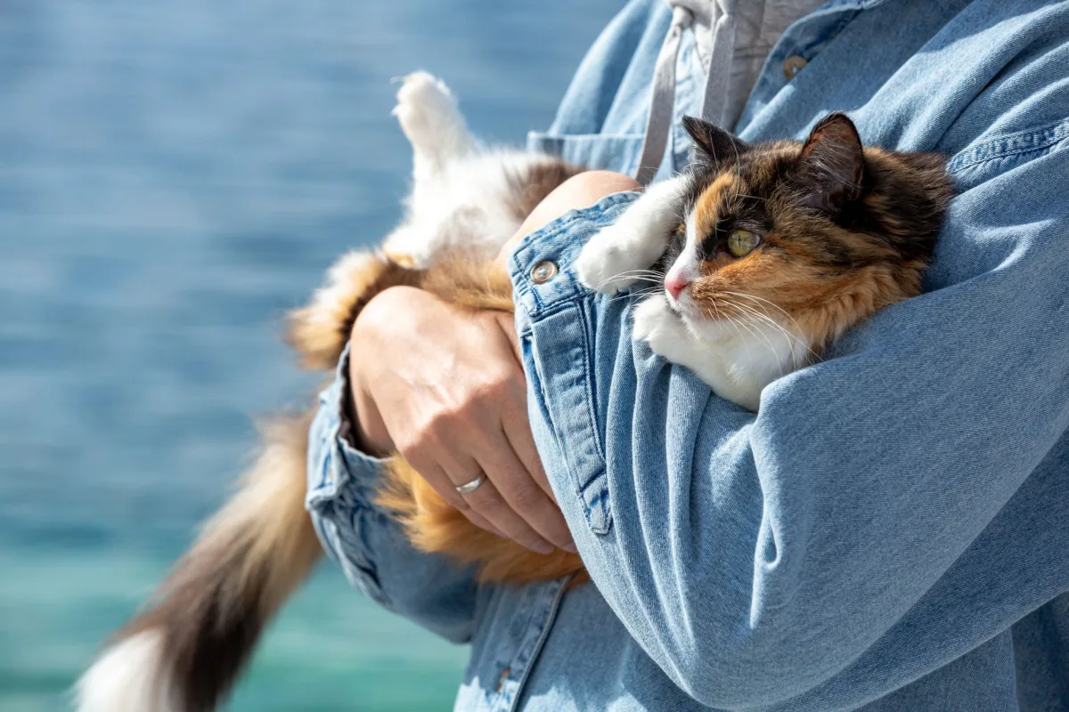 Persona sosteniendo a su gato: arena para gatos con huesos de aceituna y alergias