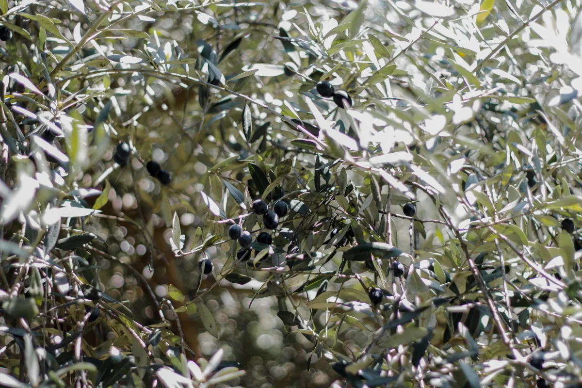Κλαδί ελιάς — πηγή πρώτης ύλης απορριμμάτων γάτας από κουκούτσια ελιάς