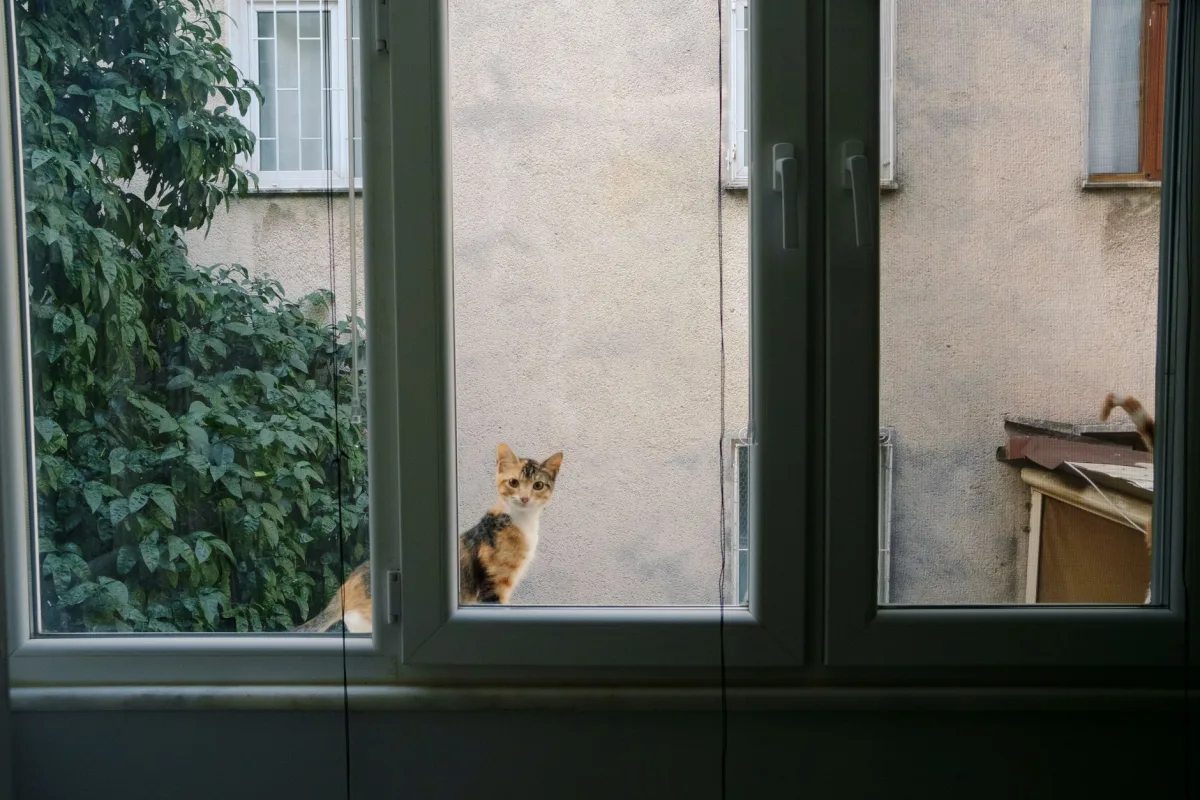 Cat waiting on the windowsill — calculation of how long cat litter lasts