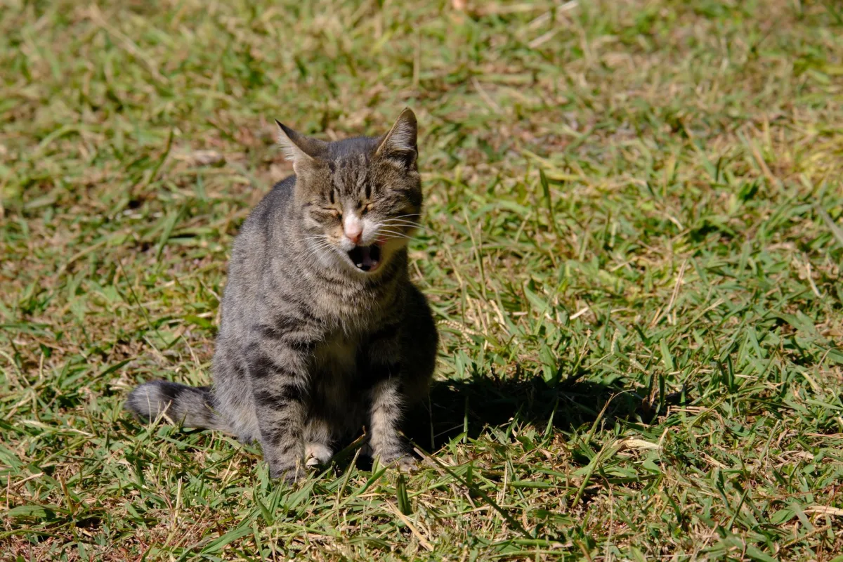 Cat wrinkling its nose — dust-free cat litter and respiratory health
