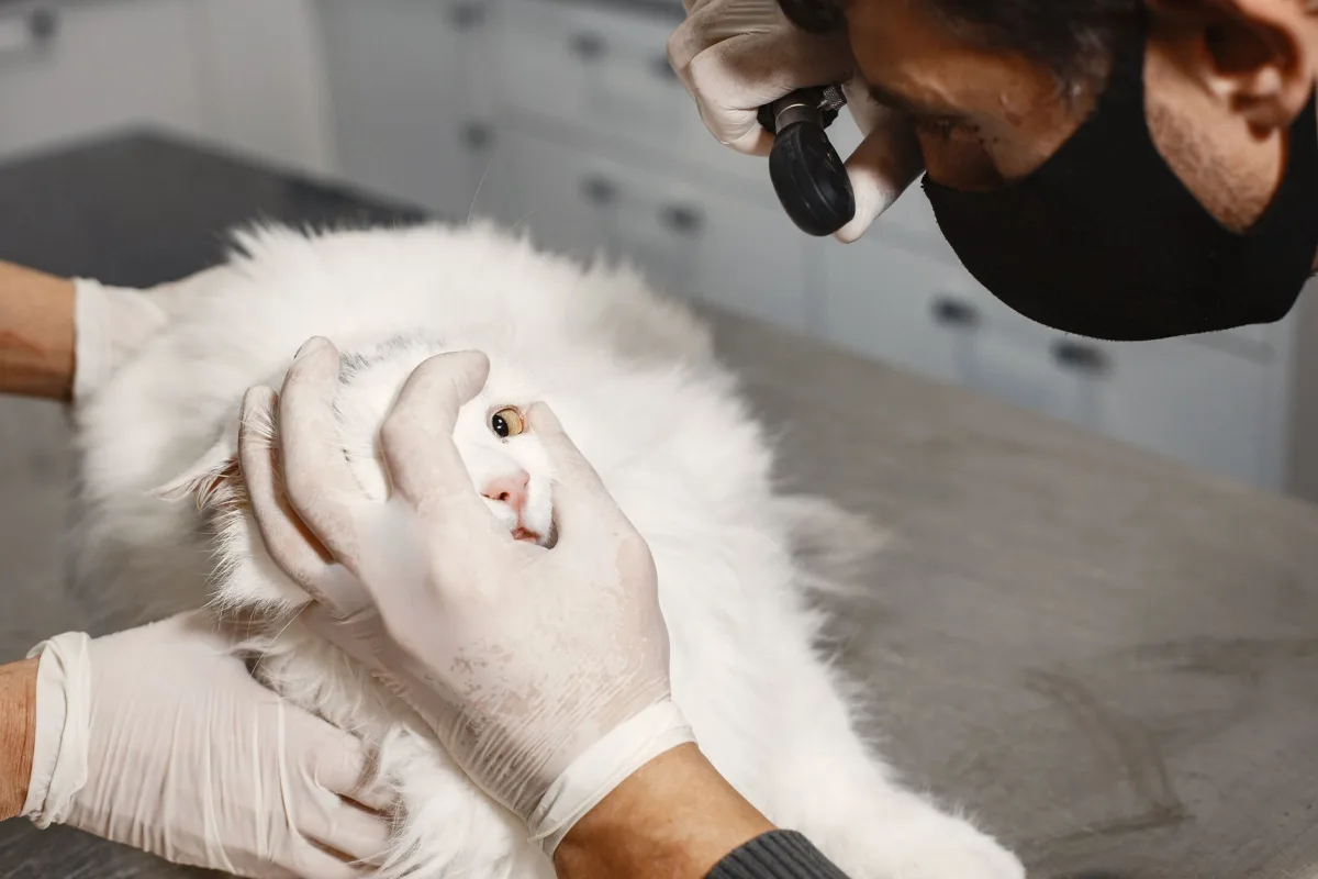 Cat under veterinary supervision — safety of olive pit cat litter