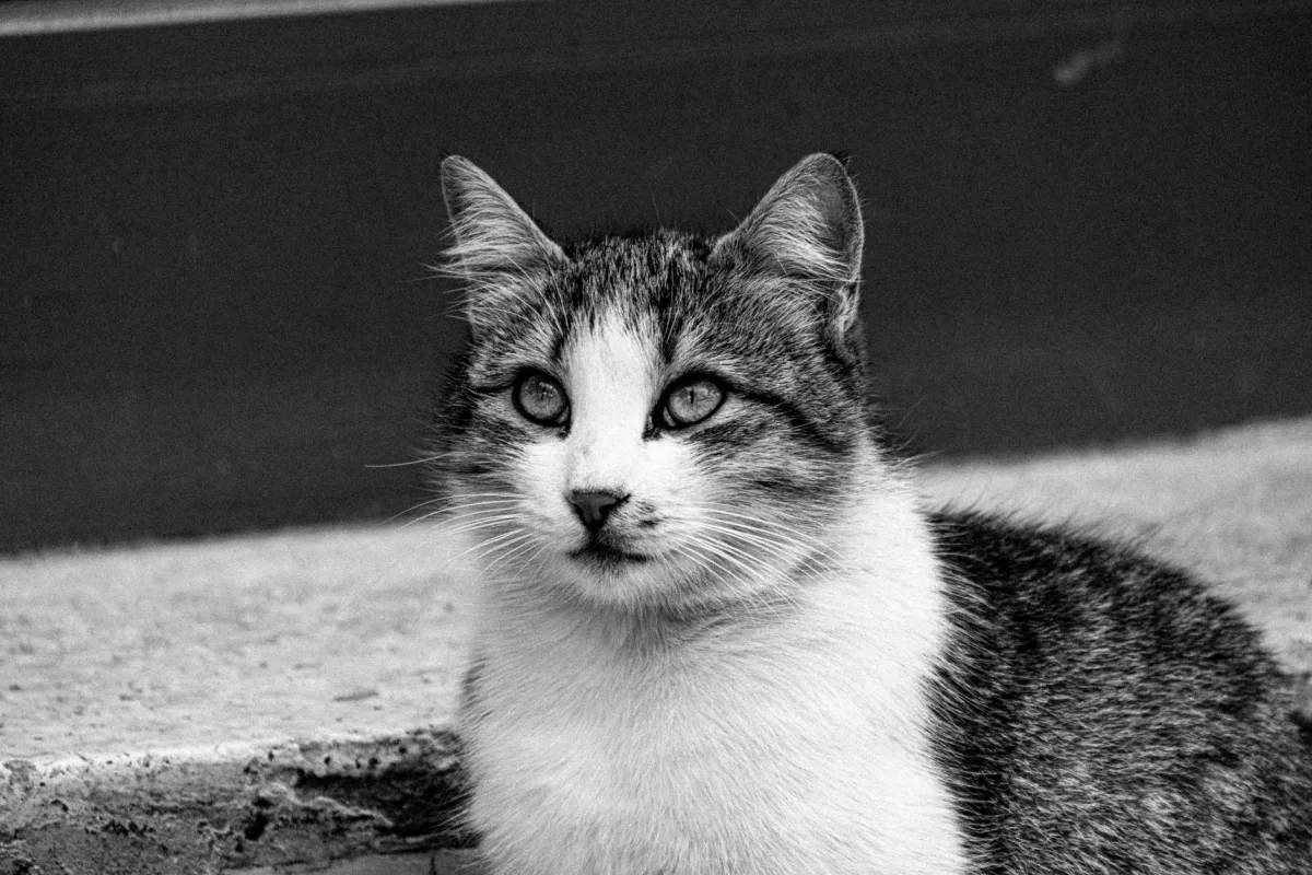 Un gato sano utilizando arena natural para gatos elaborada a partir de huesos de aceituna